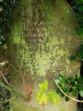 image of grave number 665626